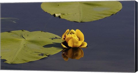 Framed Shades Of Nature Yellow Flower And Print