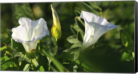 Framed Shades Of Nature White Flower Duo Print
