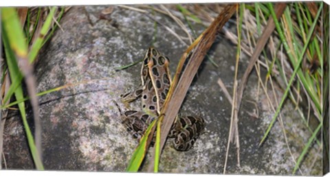 Framed Shades Of Nature Spotted Frog Print