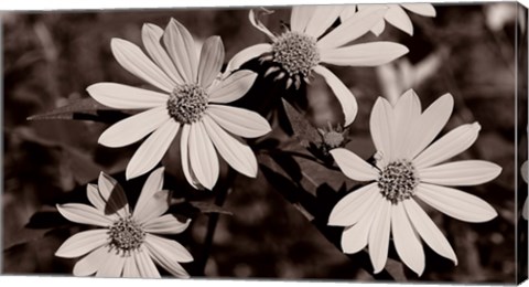 Framed Buffalo River Flowers III Print