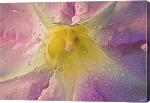 Framed Purple Yellow And Cream Flower Print