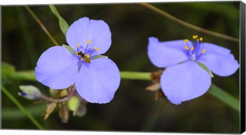 Framed Shades Of Nature Bee On Purple Flower Print