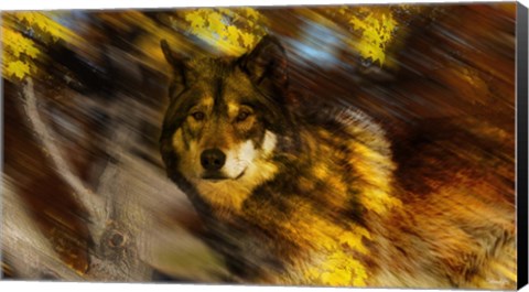 Framed Autumn Wolf Print