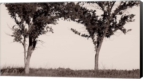 Framed Two Trees In Field Black And White Print