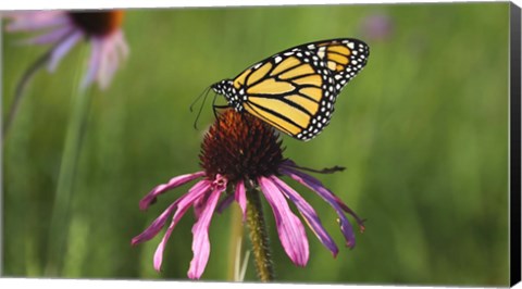 Framed Shades Of Nature Butterfly And Flower I Print