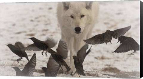 Framed Scavenger Print