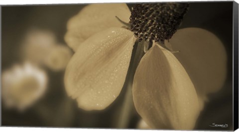 Framed White Flower In Field Closeup II Print