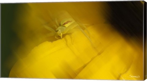 Framed Natural Motif VII Print