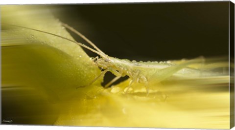 Framed Natural Motif IX Print