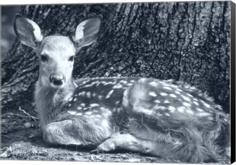 Framed Fawn Print