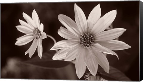 Framed Buffalo River Flower Duo Print