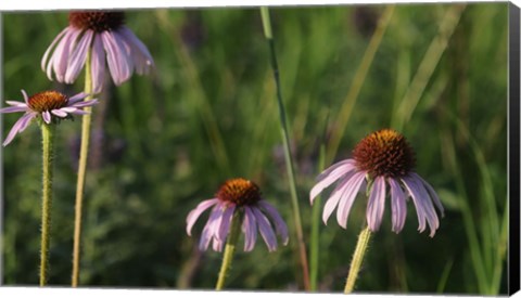 Framed Shades Of Nature Lavender And Red Blooms Print