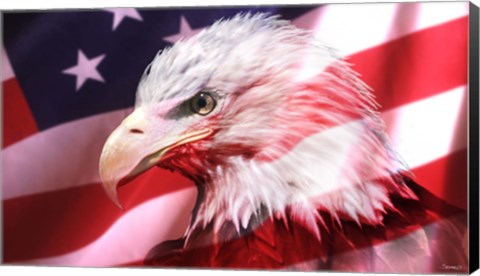 Framed American Bald Eagle II Print