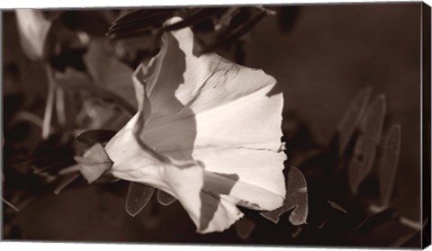 Framed White Flower Bloom Black And White I Print