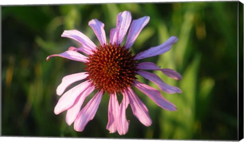 Framed Shades Of Nature Lavender And Red Bloom II Print