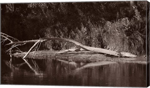 Framed Lake And Fallen Tree Reflection Print