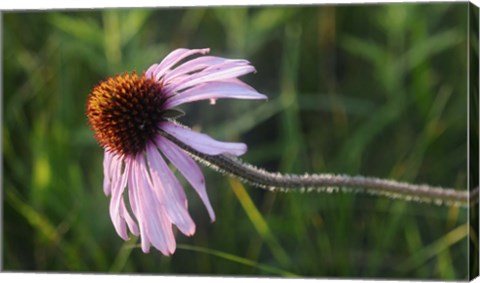 Framed Shades Of Nature Lavender And Red Bloom I Print