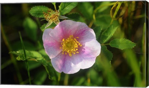 Framed Shades Of Nature White Bloom I Print