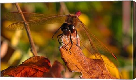 Framed Red Dragonfly On Red Leaves Print