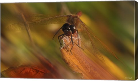 Framed Natural Motif I Print