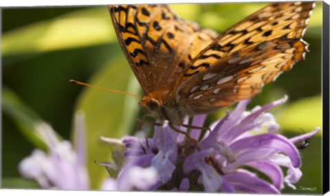 Framed Orang Butterfly On Purple Wildflower Closeup Print