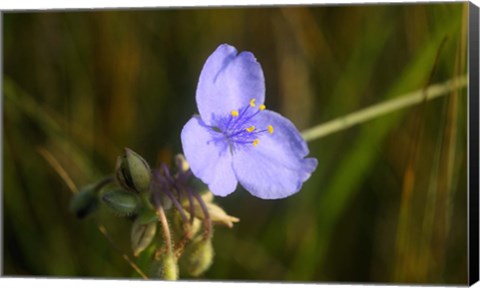 Framed Shades Of Nature Purple Bloom And Buds Print