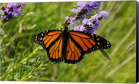Framed Shades Of Nature Orange Butterfly Print