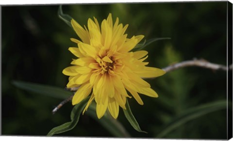 Framed Shades Of Nature Yellow Flower On Branch Print