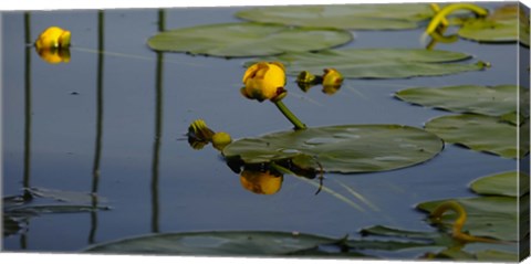 Framed Shades Of Nature Yellow Water Lily II Print
