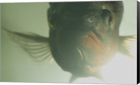 Framed Green Underwater Fish Closeup Print