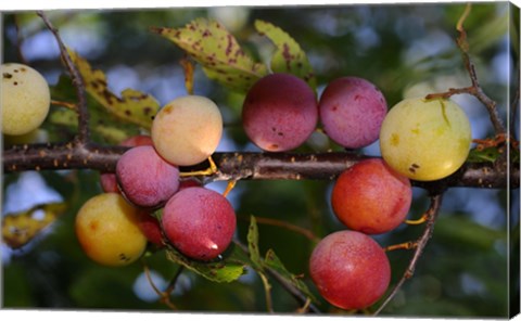 Framed Shades Of Nature Fruits On Tree Print