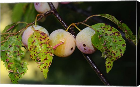 Framed Shades Of Nature Fruits And Critters Print