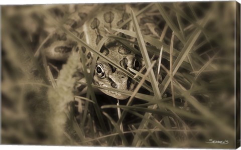 Framed Frog Hidden Behind Grass Blades Print