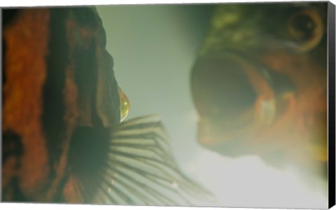 Framed Fishes Under Green Water Swimming Print