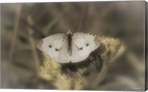 Framed White Moth On Yellow Flower Closeup Print