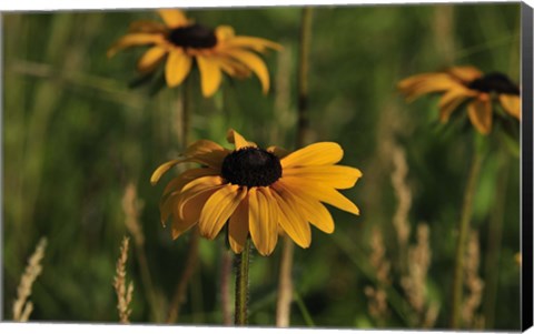 Framed Orange Bloom Print