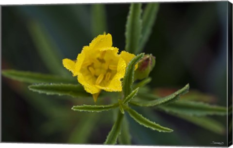 Framed Yellow Wildflower And Leaves Print