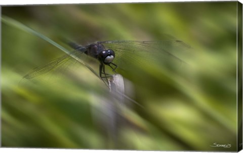 Framed Natural Motif VI Print