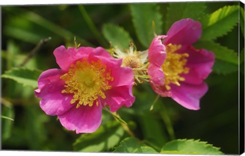 Framed Shades Of Nature Pink And Yellow Bloom Print
