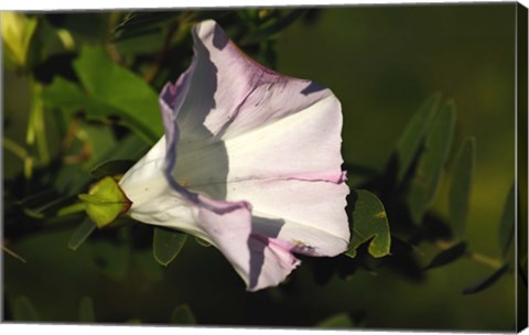 Framed Shades Of Nature Lilac Flower on Green Print