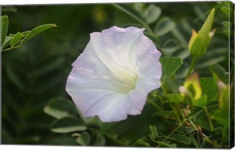 Framed Shades Of Nature White Bloom II Print