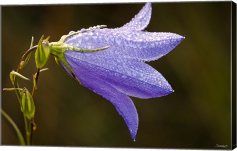 Framed Purple Wildflower And Dew Print