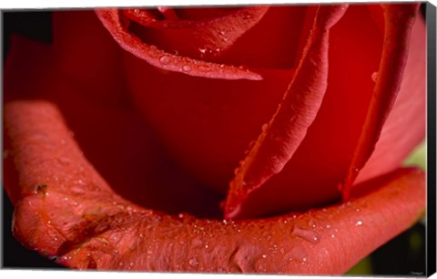 Framed Rose Red I Print