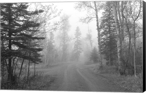 Framed Path Through Woods Black And White Print