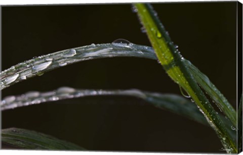 Framed Blades Of Grass After Rain Print