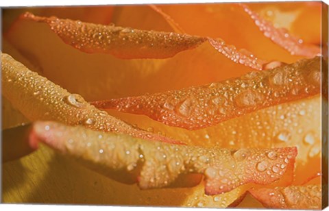 Framed Rose Orange Petals And Raindrops Print