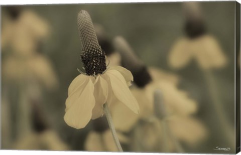 Framed White Flower In Field Closeup I Print