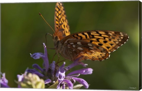 Framed Orang Butterfly On Purple Wildflower Print