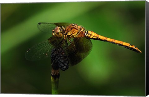 Framed Orange Dragonfly On Stem Print