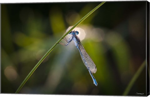 Framed Turquoise Dragonfly On Blade Print